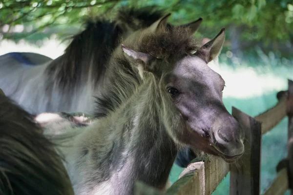 Polish Konik - brown pony - close-up on head