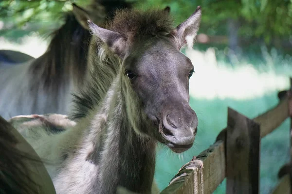 Polish Konik - brown pony - close-up on head