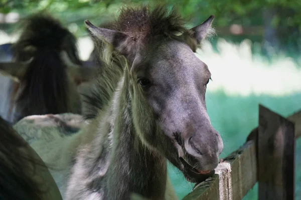 Polish Konik - brown pony - close-up on head