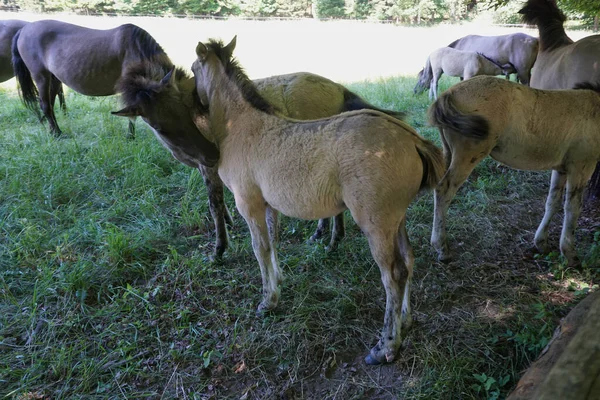 Lengyel Konik Lóverseny Csikó Mohter — Stock Fotó