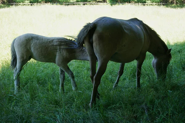 Poolse Konik Twee Paarden Weide — Stockfoto
