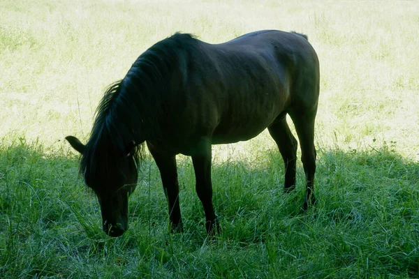 Polaco Konik Pony Marrón Comiendo Hierba —  Fotos de Stock