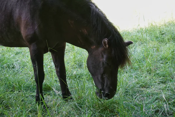 Konik Polonês Pônei Marrom Comendo Grama — Fotografia de Stock