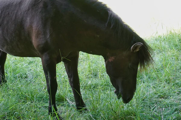 Polish Konik - brown pony standing on pasture