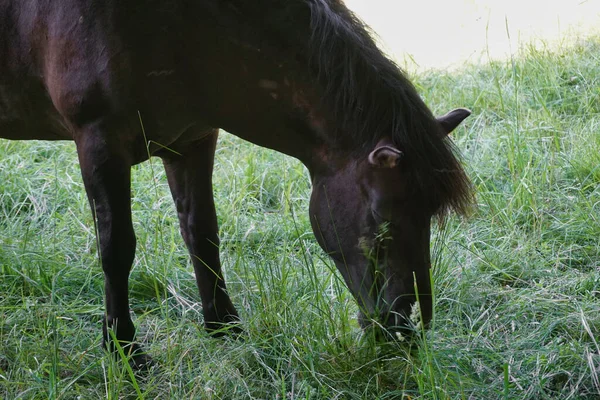 Polish Konik - brown pony eating grass
