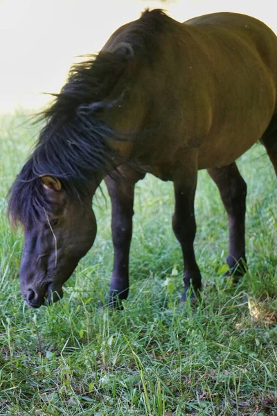 Polský Koník Hnědý Poník Stojící Pastvině — Stock fotografie