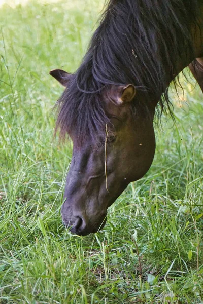 Polish Konik - brown pony eating grass - close-up on head
