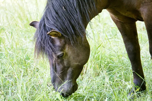 Polaco Konik Pony Marrón Comer Hierba Primer Plano Cabeza —  Fotos de Stock