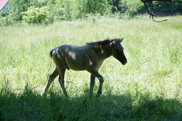 Konik Polonês Pônei Marrom Jovem Que Anda Pasto — Fotografia de Stock