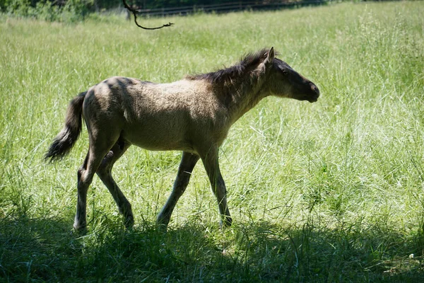 波兰人Konik 年轻的棕色小马在牧场上散步 — 图库照片