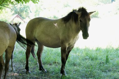 Polonyalı Konik - iki kahverengi at