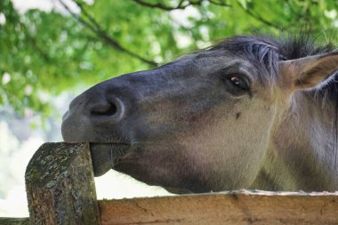 Polonya Konik - kahverengi midilli - kafaya yakın çekim