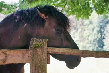 Polonya Konik - kahverengi midilli - kafaya yakın çekim