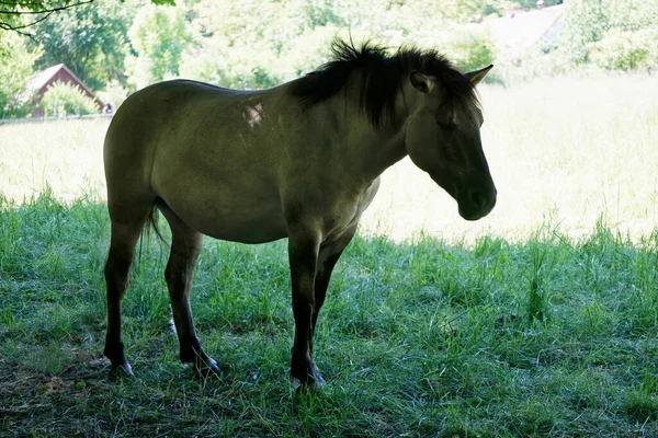 Konik Polacco Pony Marrone Piedi Pascolo — Foto Stock