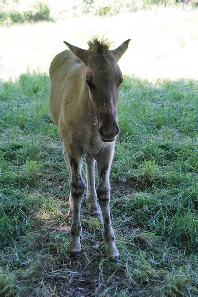 Польский Коник Молодой Коричневый Пони — стоковое фото
