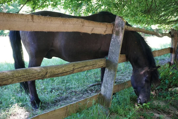 Konik Polonês Cavalo Cerca Madeira — Fotografia de Stock