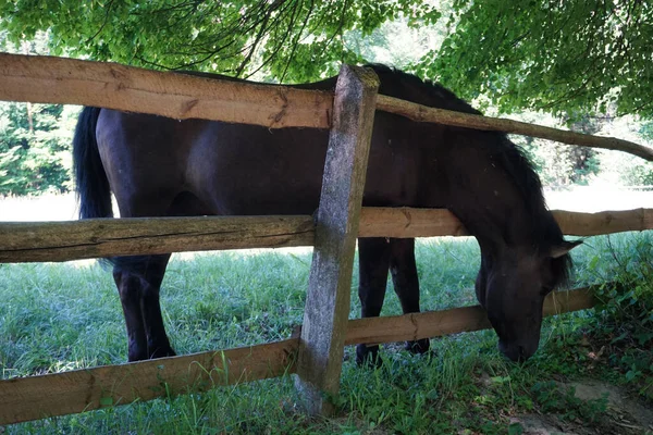 Polish Konik - horse and wooden fence