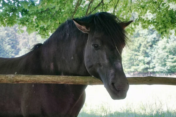 Polish Konik - horse with head over fence