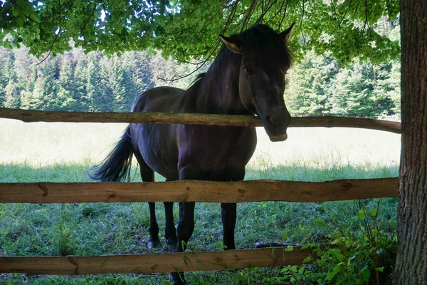 Polský Koník Kůň Hlavou Přes Plot — Stock fotografie