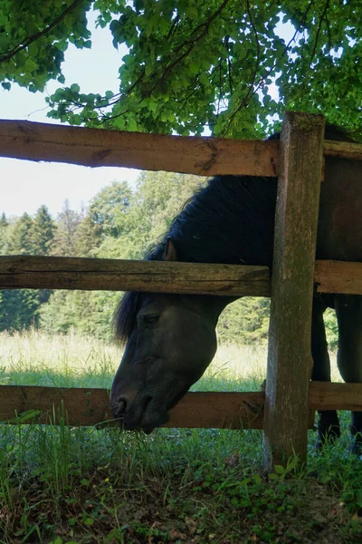 Polish Konik - horse and wooden fence