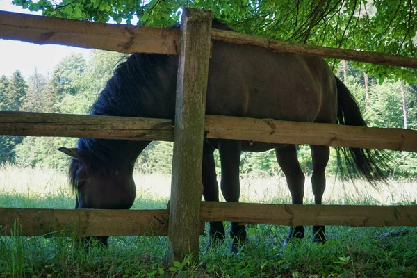 Polish Konik - brown pony, wooden fence