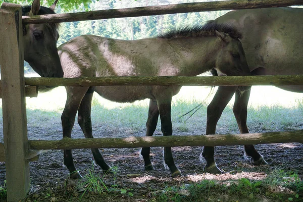 波兰人Konik 一群棕色的马 — 图库照片