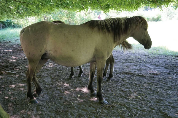 Konik Polonais Chevaux Marron — Photo