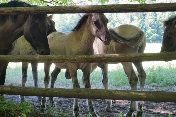 Polish Konik - herd of brown horses