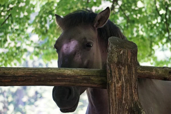 Polish Konik - brown pony - close-up on head