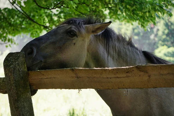 Konik Polonais Poney Brun Gros Plan Sur Tête — Photo