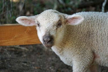 Genç beyaz koyun, kuzu - kafaya yakın çekim