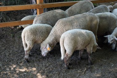 Koyun sürüsü, ahşap çit - arka manzara