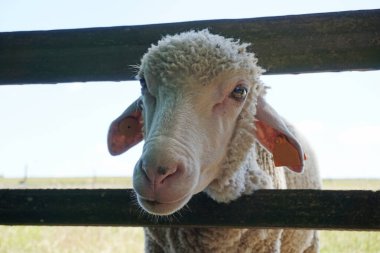 Beyaz koyunlar kafalarını tahta çitlerden geçiriyorlar.