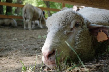 Koyun yerde yatıyor - kafaya yakın plan