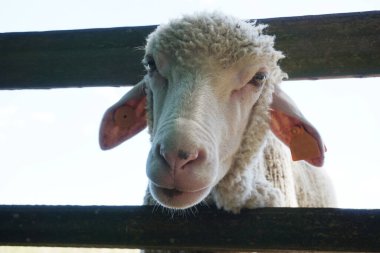 Beyaz koyunlar kafalarını tahta çitlerden geçiriyorlar.