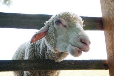 Beyaz koyunlar kafalarını tahta çitlerden geçiriyorlar.