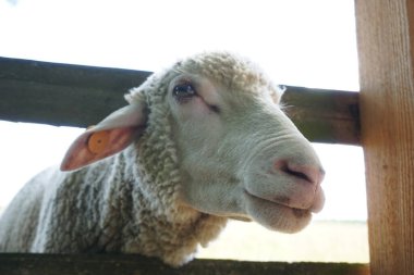 Beyaz koyunlar kafalarını tahta çitlerden geçiriyorlar.