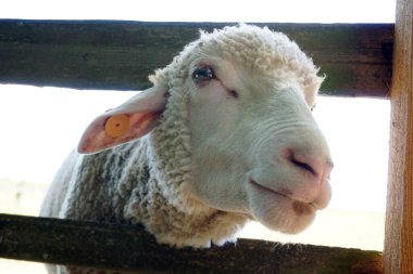 Beyaz koyunlar kafalarını tahta çitlerden geçiriyorlar.