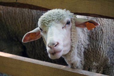 Beyaz koyunlar kafalarını tahta çitlerden geçiriyorlar.