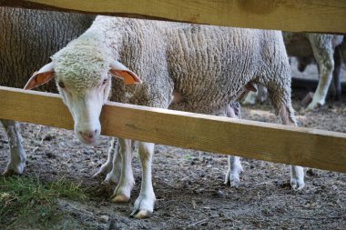 Beyaz koyunlar kafalarını tahta çitlerden geçiriyorlar.