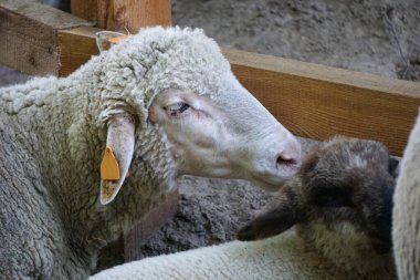 Beyaz koyun - kafaya yakın plan