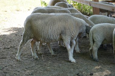 Çiftlikte beyaz koyun sürüsü