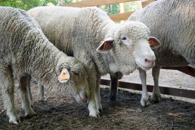 Çiftlikte beyaz koyun sürüsü