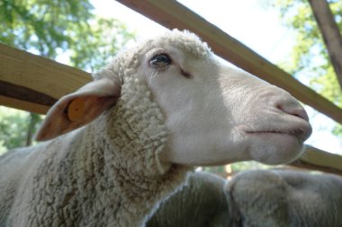 Beyaz koyun - kafaya yakın plan