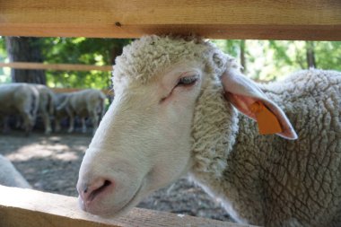 Beyaz koyun - kafaya yakın plan