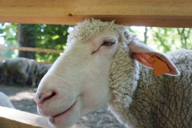 Beyaz koyun - kafaya yakın plan