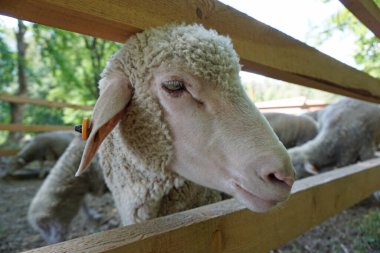 Beyaz koyun - kafaya yakın plan