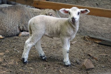 Genç beyaz koyun, kuzu - yan görünüm