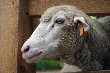 Beyaz koyun - kafaya yakın plan