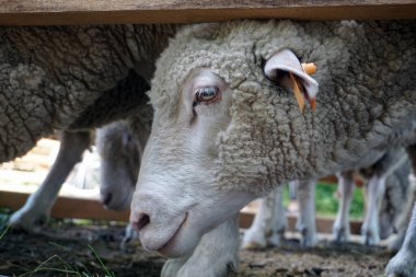 Beyaz koyun - kafaya yakın plan